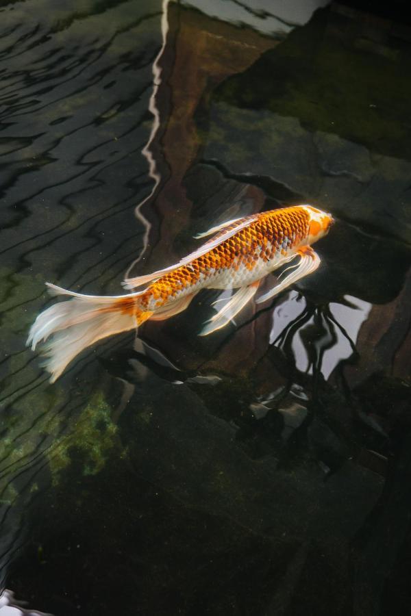 The Koi House With Pool Lejlighed Kailua-Kona Eksteriør billede
